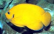 Lemon Peel Angel Fish